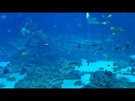 aquarium webcam|Ocean Voyager Live Webcam 